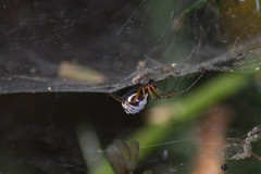 Frontinellina frutetorum