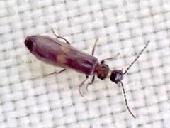 Malthodes pumilus