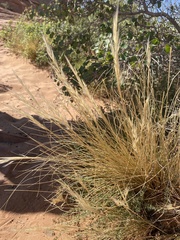 Pappostipa