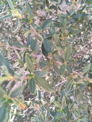 Cercocarpus ledifolius