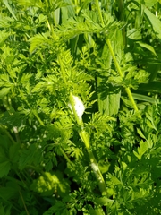 Insecta