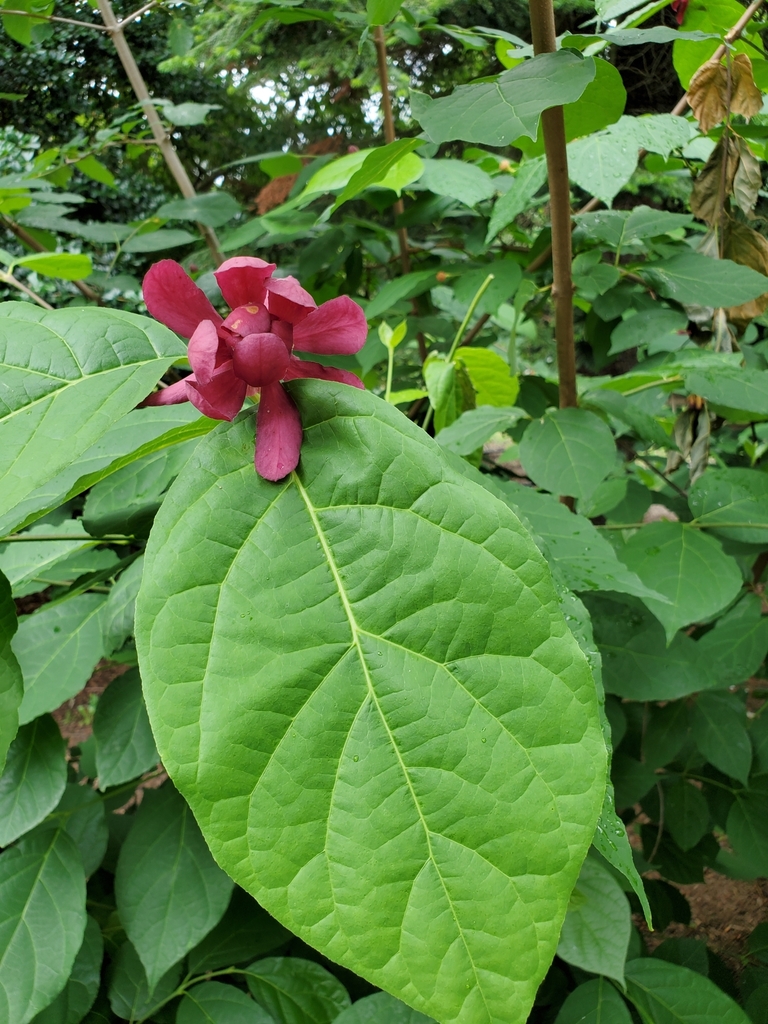 Raulston s Allspice From Smithsonian Zoo Auditorium And Reptile raulston-s-allspice-from-smithsonian-zoo-auditorium-and-reptile