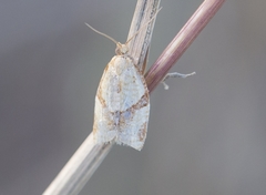 Clepsis siciliana