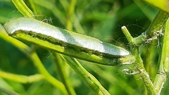 Anthocharis cardamines