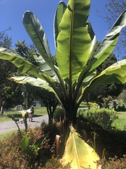 Ensete