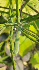 Anthocharis cardamines