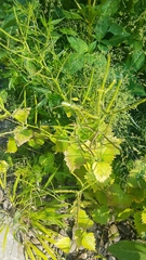 Anthocharis cardamines