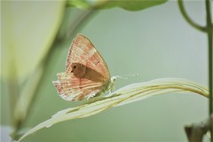 Abisara bifasciata suffusa