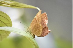 Abisara bifasciata suffusa