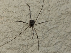 Trachyrhinus marmoratus