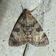 Catocala desdemona