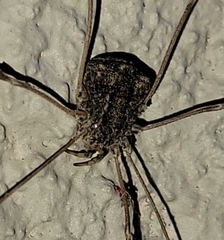 Trachyrhinus marmoratus