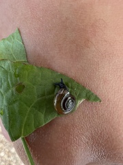 Zonitoides nitidus