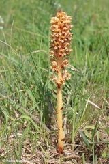 Orobanche elatior