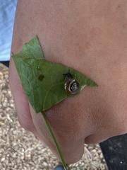 Zonitoides nitidus
