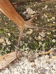 Euglandina rosea image