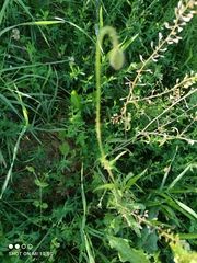 Papaver rhoeas