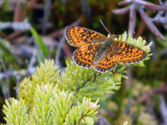 Boloria eunomia
