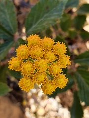 Lonas annua