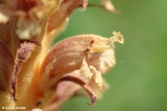 Orobanche elatior