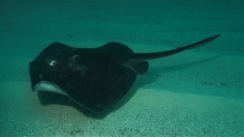 Short-tail Stingray (Fishes of Cabbage Tree Bay Aquatic Reserve, Sydney ...