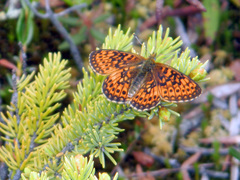 Boloria eunomia