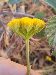 Lonas annua