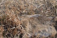 Lepus sinensis