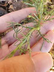 Lonas annua