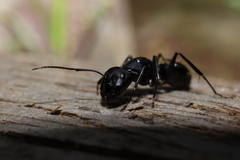 Camponotus japonicus