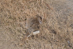 Lepus sinensis