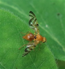 Myoleja lucida