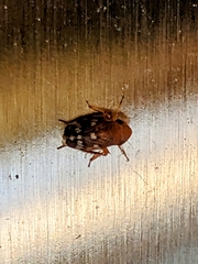 Anoscopus