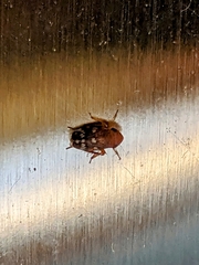 Anoscopus