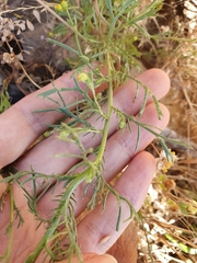 Lonas annua