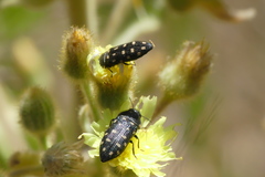 Acmaeodera octodecimguttata