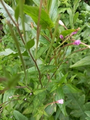 Epilobium montanum