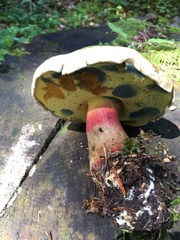 Bitter bolete (Caloboletus calopus)