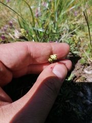 Galium anisophyllon