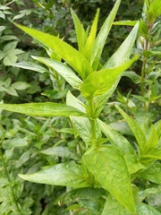 Epilobium montanum
