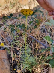 Lonas annua