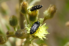 Acmaeodera octodecimguttata