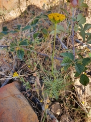 Lonas annua