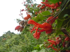 Salvia sessei