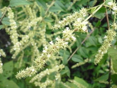 Asterohyptis stellulata