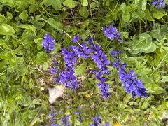 Polygala alpestris