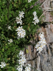 Achillea erba-rotta