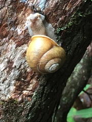 Triodopsis tridentata
