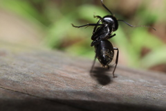 Camponotus japonicus