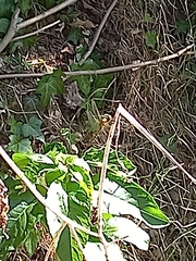 Orthetrum cancellatum